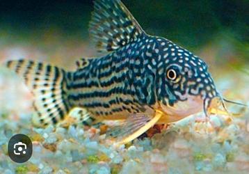 5 a 6 tal corydora Sterbai's. Vaste prijs 4,5€ beschikbaar voor biedingen