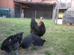 Marans kippen, Dieren en Toebehoren, Pluimvee, Meerdere dieren, Kip