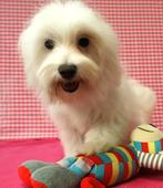 Super leuke Maltezer pups !, Dieren en Toebehoren, Honden | Chihuahua's en Gezelschapshonden, Maltezer, 15 weken tot 1 jaar, Buitenland