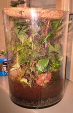 Groot tropisch plantenbiotoop, Huis en Inrichting, Kamerplanten, Ophalen, Overige soorten