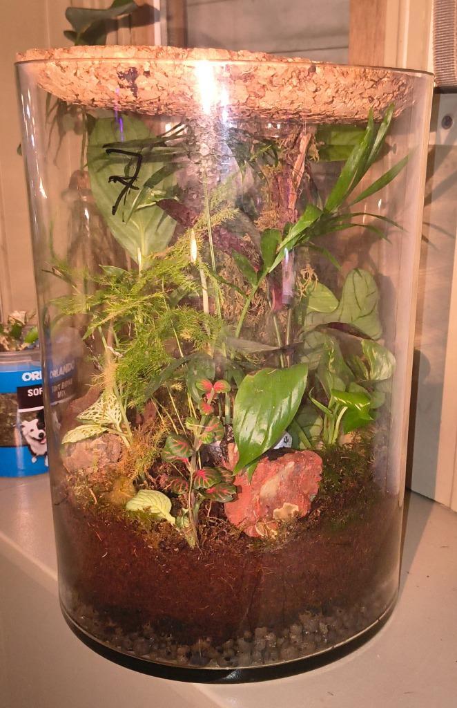 Groot tropisch plantenbiotoop, Huis en Inrichting, Kamerplanten, Overige soorten, Ophalen