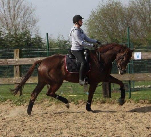 15 jarige dressuur fokmerrie te koop, Dieren en Toebehoren, Paarden, Merrie, M, 170 tot 175 cm, 11 jaar of ouder, Dressuurpaard