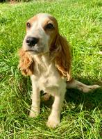 Engelse Cocker spaniël pups, Animaux & Accessoires, Chiens | Retrievers, Épagneuls & Chiens d'eau, Parvovirose, Belgique, Plusieurs