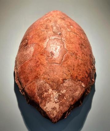 Antieke Reuze Schildpad   beschikbaar voor biedingen