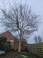 Élagage et abattage d'arbres, Jardin & Terrasse, Enlèvement