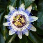 passiebloem, Ophalen