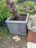 Palmboom + pot, Tuin en Terras, Ophalen, In pot, Palmboom, 100 tot 250 cm