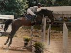 Etalon zangesheide 17 ans, Dieren en Toebehoren, Paarden, Hengst