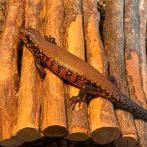 vuurskinken, Dieren en Toebehoren, Hagedis, 0 tot 2 jaar