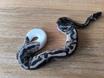 0.1 axanthic vpi pied  beschikbaar voor biedingen