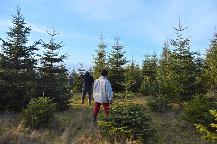 Offre de Vente en Gros de Sapins de Noël, Zakelijke goederen, Stock en Retail | Franchising, Wederverkoop en Distributie