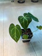 Anthurium Magnificum x Besseae Aff., Ophalen of Verzenden