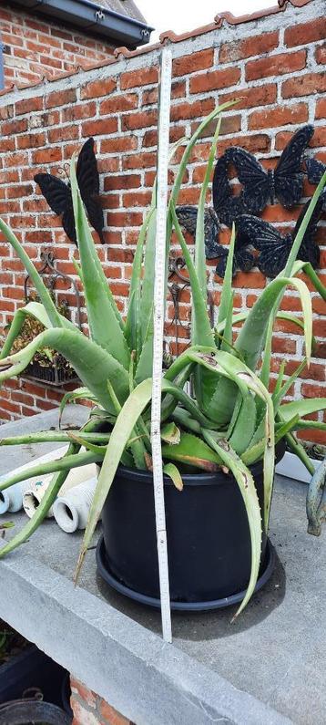 Aloe vera beschikbaar voor biedingen