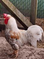 Cream legbar, Dieren en Toebehoren, Pluimvee, Mannelijk, Kip