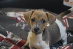 Jack Russell terrier pup kortbenig geboren in Belgie, Dieren en Toebehoren, België, Jack Russell Terriër, 8 tot 15 weken, Meerdere