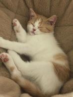 Brits korthaar Katertje ️, Dieren en Toebehoren, Kater, Gechipt, 0 tot 2 jaar
