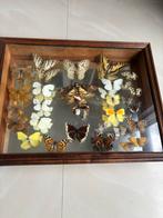 COLLECTION PAPILLONS, Collections, Collections Animaux, Utilisé