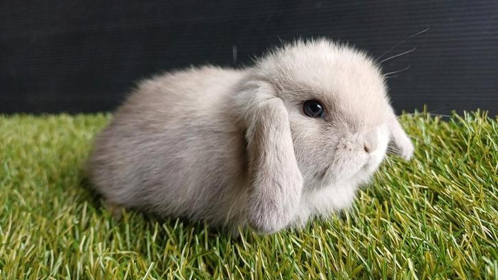Handtamme mannelijke minilop konijnen jongen, Dieren en Toebehoren, Konijnen, Dwerg, Mannelijk, 0 tot 2 jaar, Hangoor