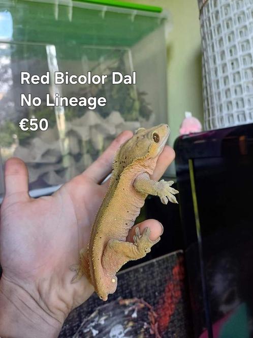 1.0 rode bicolor wimpergekko man afgeprijsd, Animaux & Accessoires, Reptiles & Amphibiens, Lézard, 3 à 6 ans, Domestique