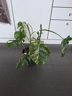 Monstera variegata, Huis en Inrichting, Kamerplanten, Ophalen