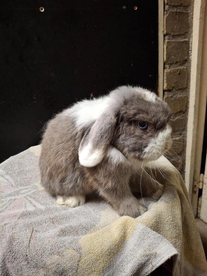 Minilop fehbont koppel, Dieren en Toebehoren, Konijnen, Dwerg, Meerdere dieren, 0 tot 2 jaar, Hangoor