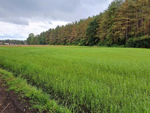 Meadow, terrain agricole à Keerbergen à vendre 30 000 euros, Immo, Terrains & Terrains à bâtir