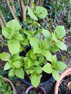 hortensia in een grote pot, Tuin en Terras, Ophalen