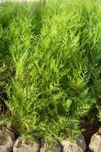 Coniferen- Thuja atrovirens, Tuin en Terras, Planten | Struiken en Hagen, Ophalen, Conifeer, Haag