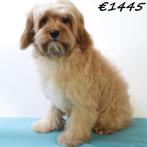 Superlieve Cavapoo pups te koop, Dieren en Toebehoren, 15 weken tot 1 jaar, Buitenland, CDV (hondenziekte), Meerdere