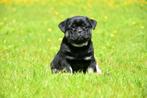 Prachtige Retro Mops pups, CDV (hondenziekte), Meerdere, 8 tot 15 weken, België