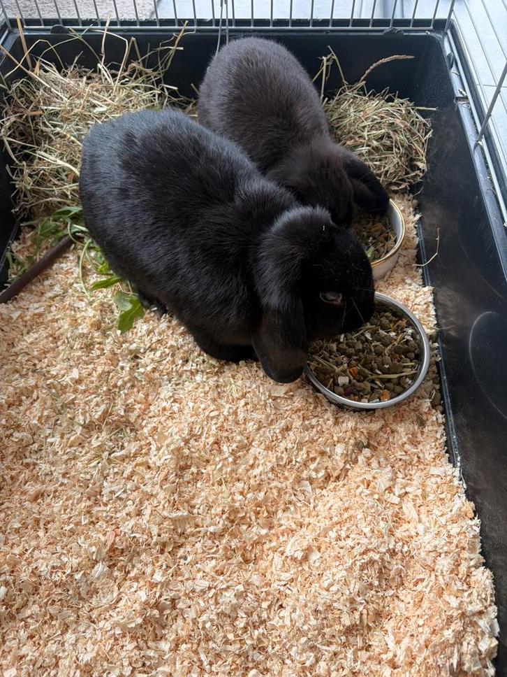 Hangoorkonijnen, Dieren en Toebehoren, Konijnen, Middelgroot, Vrouwelijk, 0 tot 2 jaar, Hangoor