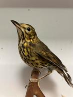 3-1 zanglijsters ( in nl ), Dieren en Toebehoren, Meerdere dieren, Wildzangvogel, Geringd