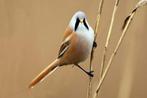 Baardmannetjes, Dieren en Toebehoren, Meerdere dieren, Wildzangvogel, Geringd