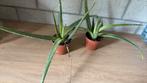 Aloe Vera planten 2 stks, Ophalen, Vetplant, Minder dan 100 cm