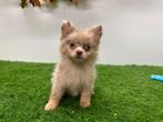 PomChi pups, Dieren en Toebehoren, België, 8 tot 15 weken, CDV (hondenziekte), Meerdere