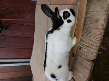 Vlinder ram
