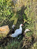 Canard de barbarie, Enlèvement ou Envoi