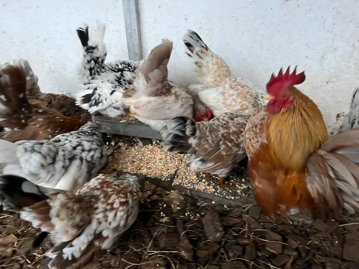 Serama broedeieren, Animaux & Accessoires, Volatiles