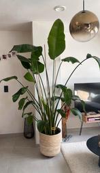 Strelitzia plant, Huis en Inrichting, Kamerplanten, Ophalen