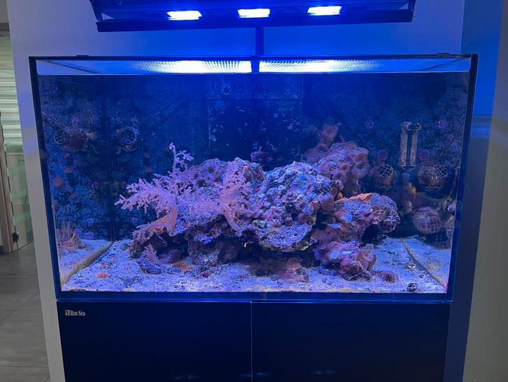 Aquarium récifal complet reefer 250, Dieren en Toebehoren, Vissen | Aquaria en Toebehoren, Gebruikt, Gevuld zeewateraquarium, Ophalen