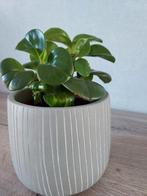 Kamerplant MET buitenpot, Ophalen