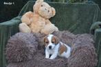 Prachtige Jack Russell pups, Dieren en Toebehoren, Honden | Jack Russells en Terriërs, België, Jack Russell Terriër, CDV (hondenziekte)