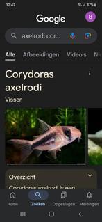 Corydoras Axelrody locatie maastricht, Dieren en Toebehoren, Vissen | Aquariumvissen