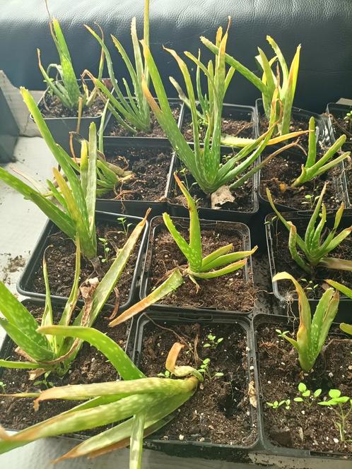 Aloë Vera stekjes, Huis en Inrichting, Kamerplanten, Vetplant, Minder dan 100 cm, Groene kamerplant, Halfschaduw, In pot, Ophalen