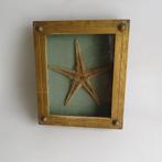 Étoile de mer Wunderkammer vintage dans une vitrine en verre, Antiquités & Art, Enlèvement ou Envoi