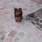 Femme du Yorkshire, 15 semaines à 1 an, Particulier, Yorkshire Terrier, Chienne