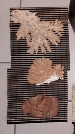 Koraal, Verzamelen, Mineralen en Fossielen, Ophalen