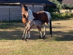Moeder met veulen afstammeling Jack de l’evidence., Dieren en Toebehoren, Paarden, L