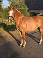 Knappe 5  jarige Welsh merrie, Dieren en Toebehoren, Merrie, Gechipt, Dressuurpony, Zadelmak