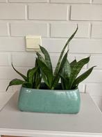 Sanseveria (klein) in pot, Huis en Inrichting, Kamerplanten, Ophalen, In pot